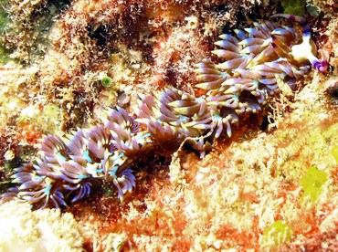 Blue Dragon Nudibranch - Pteraeolidia semperi - Yap, Micronesia