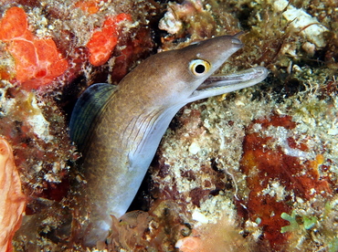 Purplemouth Moray Eel - Gymnothorax vicinus - Palm Beach, Florida