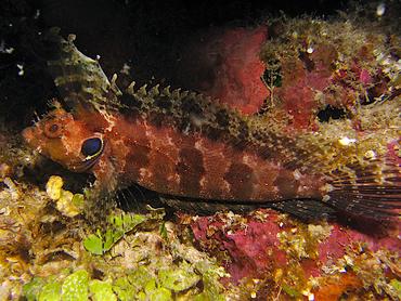 Quillfin Blenny - Labrisomus filamentosus - Roatan, Honduras