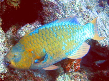 Rainbow Parrotfish - Scarus guacamaia - Bimini, Bahamas