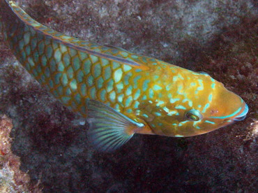 Rainbow Parrotfish - Scarus guacamaia - Isla Mujeres, Mexico