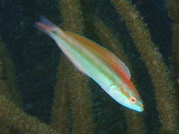 Rainbow Wrasse - Halichoeres pictus - Bonaire