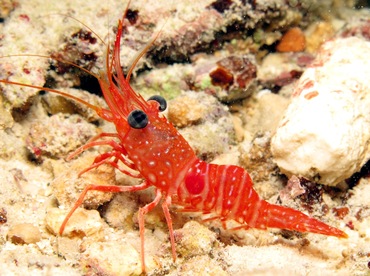 Red Night Shrimp - Cinetorhynchus manningi - Bonaire