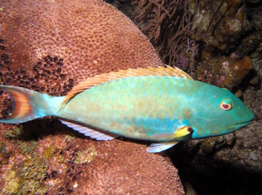 Redtail Parrotfish - Sparisoma chrysopterum - Grand Cayman