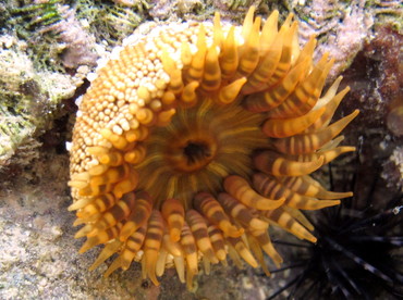 Red Warty Sea Anemone - Bunodosoma granuliferum - St John, USVI