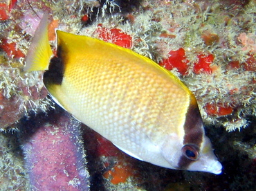 Reef Butterflyfish - Chaetodon sedentarius - Islamorada, Florida