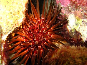 Reef Urchin - Echinometra viridis - Bonaire