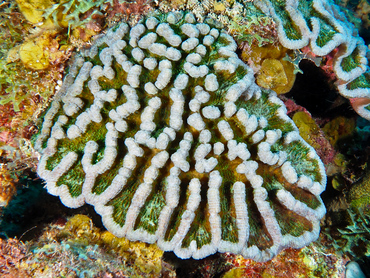 Ridged Cactus Coral - Mycetophyllia lamarckiana - Bonaire