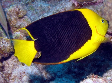 Rock Beauty - Holacanthus tricolor - Grand Cayman