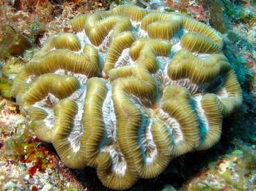 Rose Coral - Manicina areolata - Belize