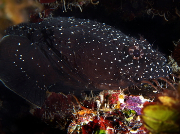 Whitespotted Toadfish - Sanopus astrifer - Belize
