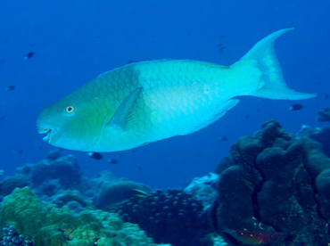 Redlip Parrotfish - Scarus rubroviolaceus - Palau