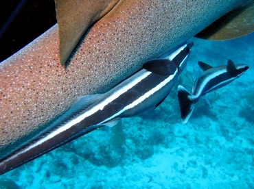 Sharksucker - Echeneis naucrates - Belize