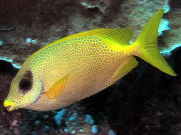 Coral Rabbitfish - Siganus corallinus - Palau