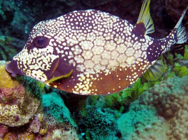 Smooth Trunkfish - Lactophrys triqueter - Nassau, Bahamas