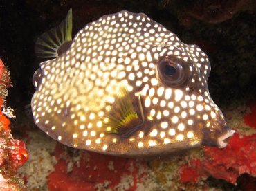 Smooth Trunkfish - Lactophrys triqueter - Aruba