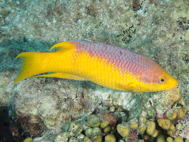 Spanish Hogfish - Bodianus rufus - Bonaire