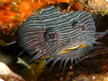 Splendid Toadfish - Sanopus splendidus - Cozumel, Mexico