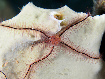 Sponge Brittle Star - Ophiothrix suensoni - Bonaire