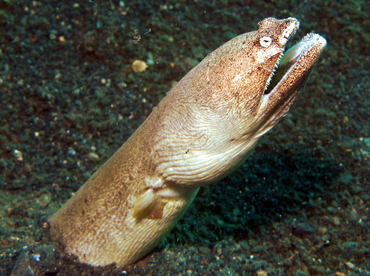 Stargazer Snake Eel - Brachysomophis cirrocheilos - Lembeh Strait, Indonesia