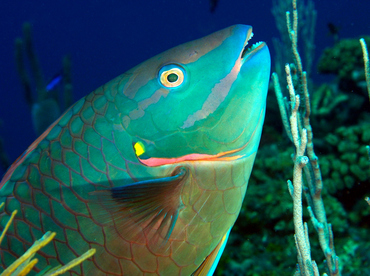 Stoplight Parrotfish - Sparisoma viride - Roatan, Honduras