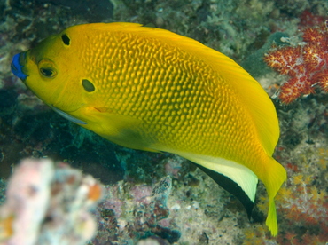 Threespot Angelfish - Apolemichthys trimaculatus - Fiji