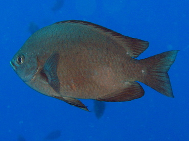 Threespot Chromis - Chromis verater - Lanai, Hawaii