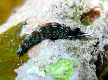 Slender Sapsucking Slug - Thuridilla gracilis - Yap, Micronesia