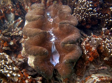 Giant Clam - Tridacna gigas - Palau