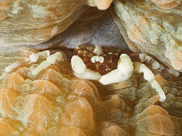 Troglocarcinus corallicola - Troglocarcinus corallicola - Bonaire