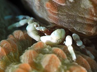 Troglocarcinus corallicola - Troglocarcinus corallicola - Bonaire