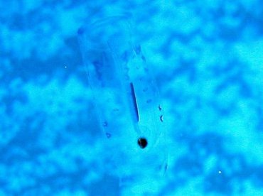 Pelagic Tunicate - Salpa sp. - Cozumel, Mexico