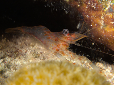 Two Claw Shrimp - Brachycarpus biunguiculatus - Bonaire