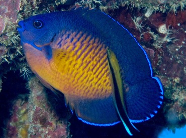 Two-Spined Angelfish - Centropyge bispinosa - Yap, Micronesia