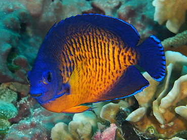 Two-Spined Angelfish - Centropyge bispinosa - Palau