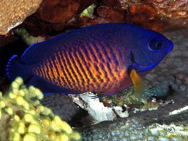Two-Spined Angelfish - Centropyge bispinosa - Great Barrier Reef, Australia