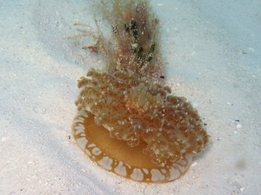 Upsidedown Jelly - Cassiopea frondosa - Turks and Caicos