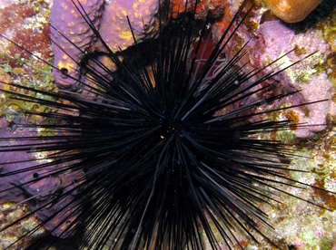 urchin8 - FREE LARGE black spiny urchin