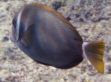 Whitebar Surgeonfish - Acanthurus leucopareius - Maui, Hawaii Whitebar Surgeonfish - Acanthurus leucopareius - Maui, Hawaii