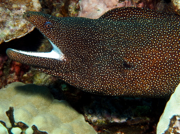 Whitemouth Moray Eel - Gymnothorax meleagris - Big Island, Hawaii