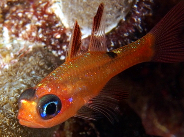 Whitestar Cardinalfish - Apogon lachneri - The Exumas, Bahamas
