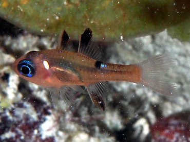 Whitestar Cardinalfish - Apogon lachneri - Turks and Caicos