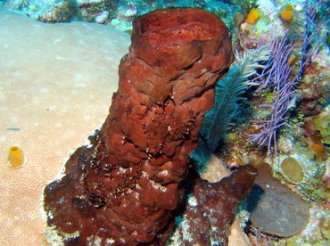 Xestospongia rosariensis - Xestospongia rosariensis - Roatan, Honduras