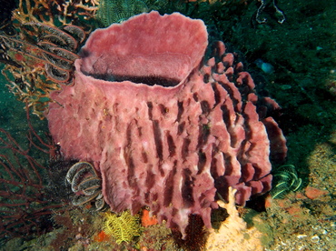 Barrel Sponge - Xestospongia testudinaria - Anilao, Philippines
