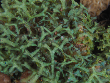 Y Branched Algae - Dictyota sp. - Bonaire