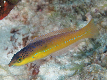 Yellowhead Wrasse - Halichoeres garnoti - Bonaire