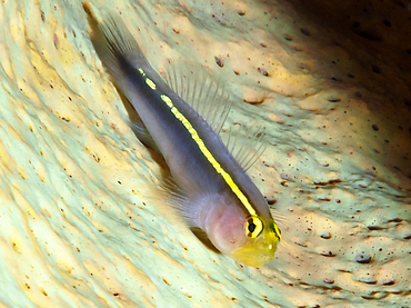 Yellowline Goby - Elacatinus horsti - Bonaire