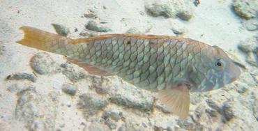 Yellowtail Parrotfish - Sparisoma rubripinne - Cozumel, Mexico