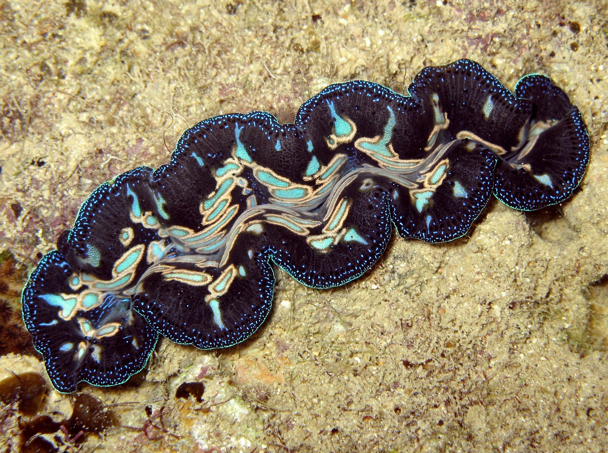 Pacific Giant Clam