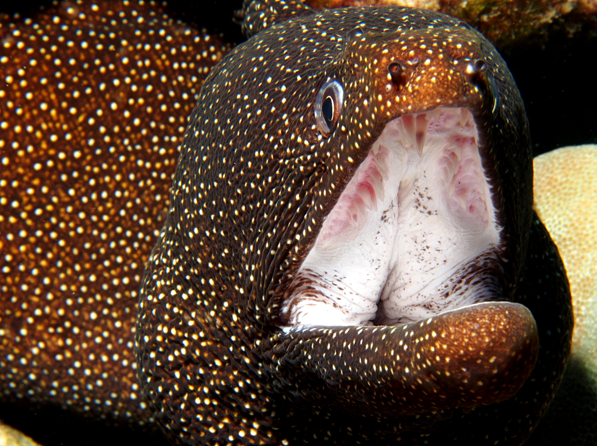 Whitemouth Moray Eel - Gymnothorax meleagris